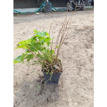 ZAWILEC JAPOŃSKI różowy Prinz Heinrich - sadzonki 10 / 15 cm